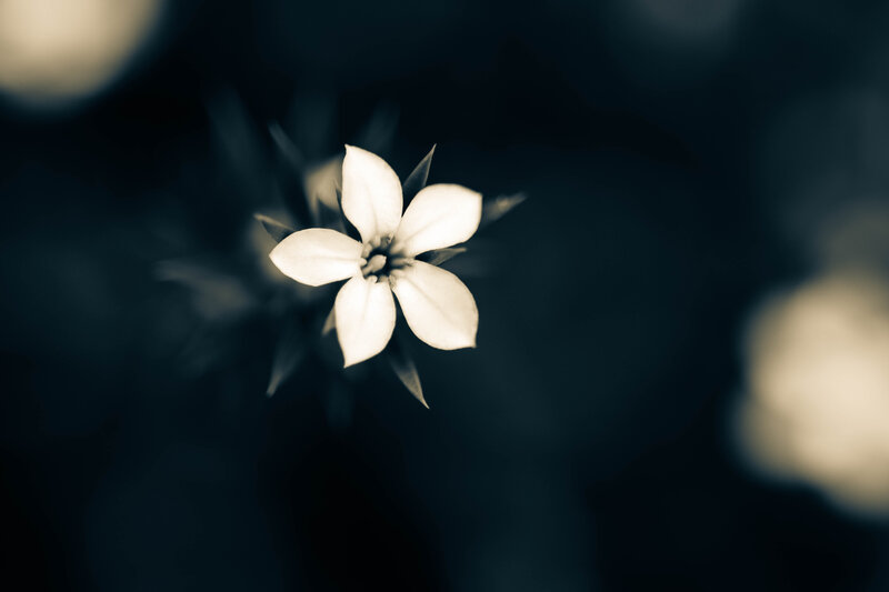 White Flower in Dark Background