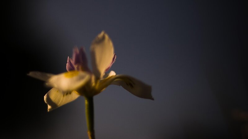 White Flower in Dark — Dramatic