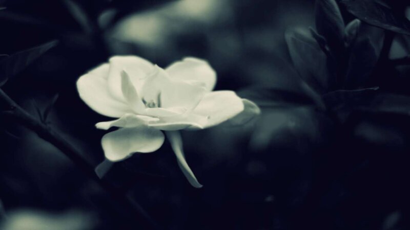white flower in dark foliage