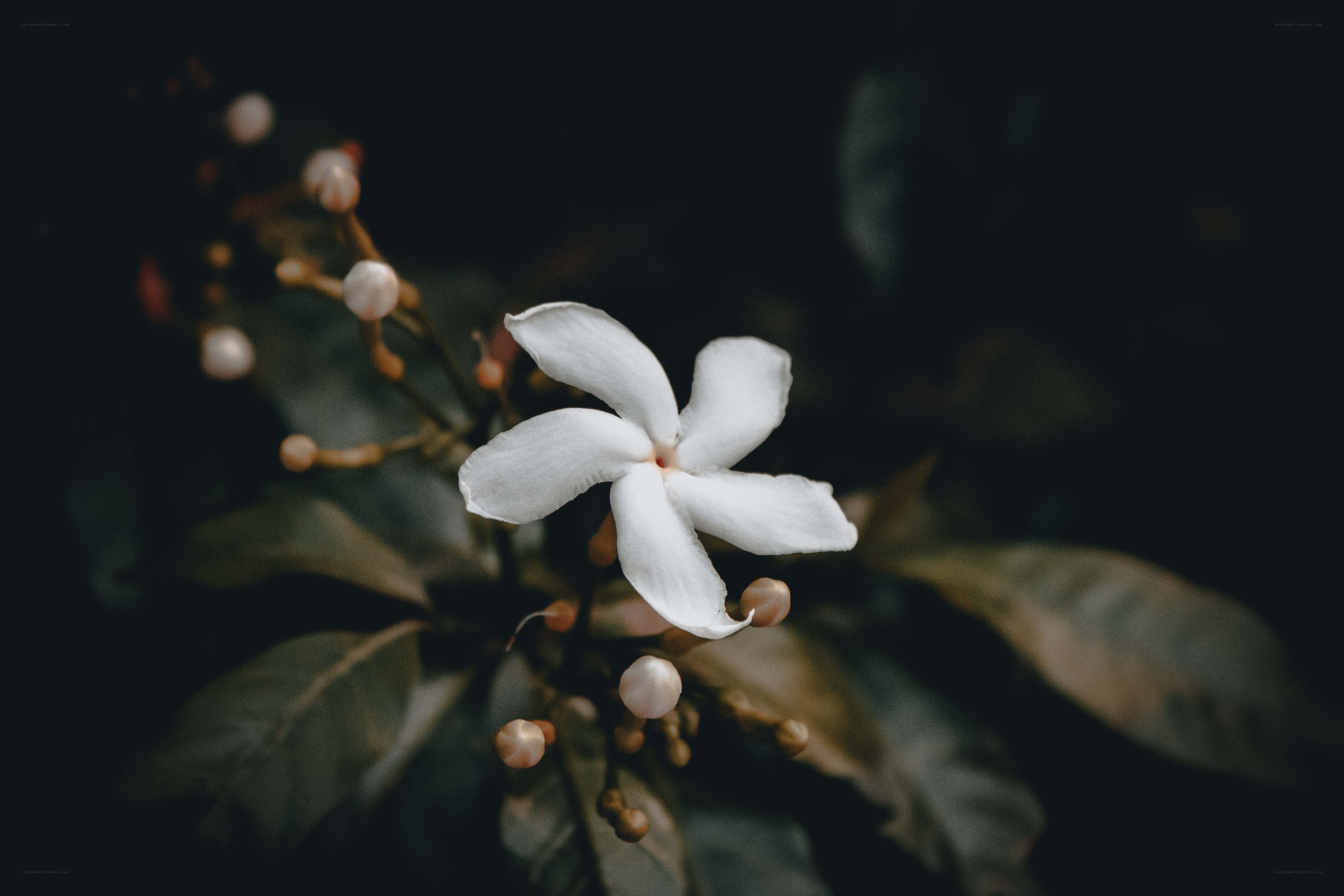 white flower in dark foliage