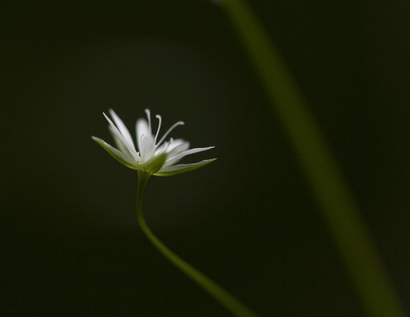 White flower in dark forest