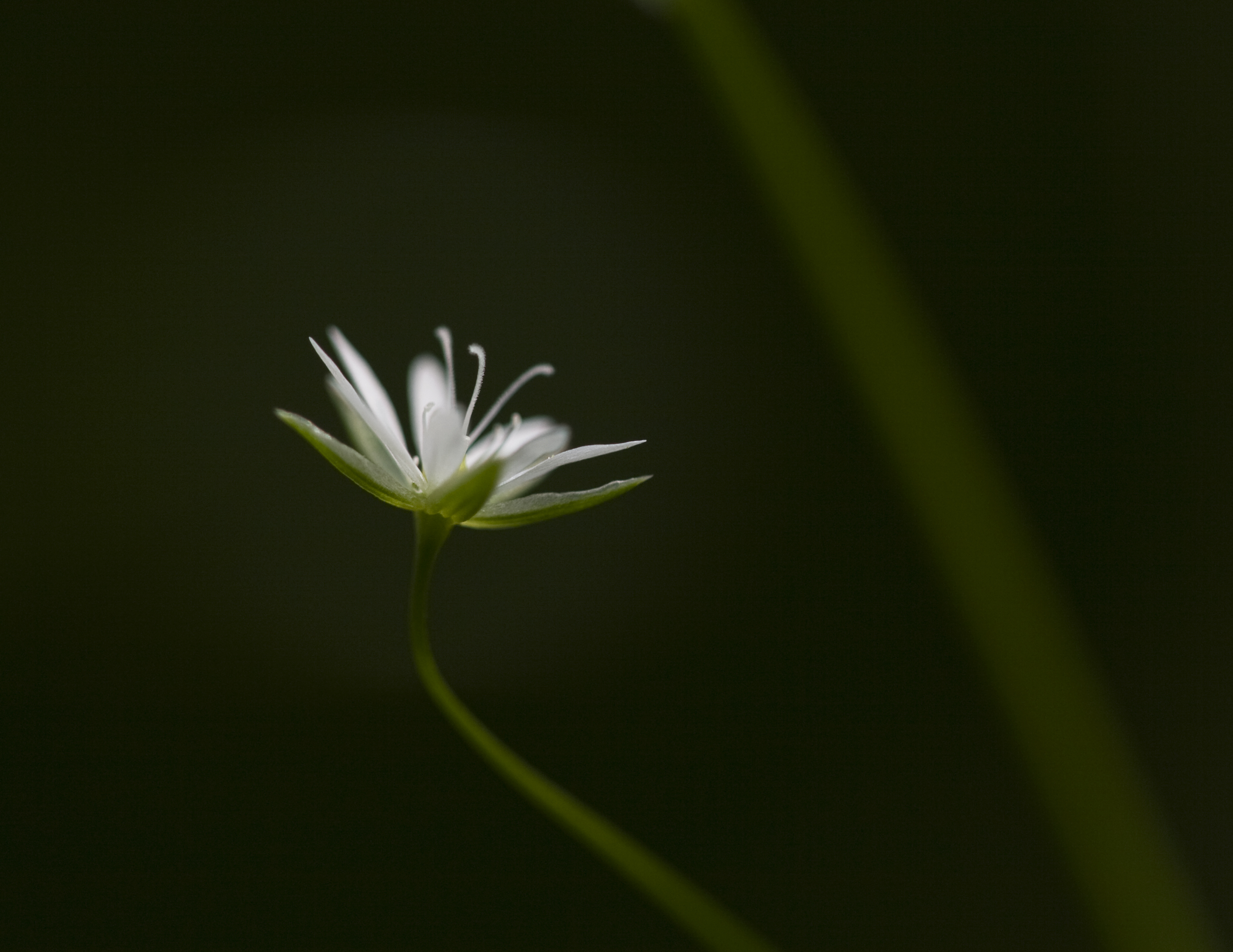 White flower in dark forest