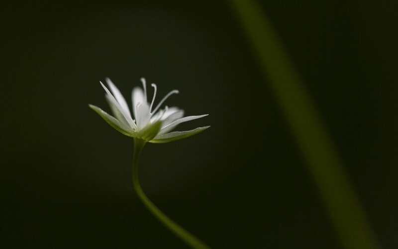 White flower in dark forest