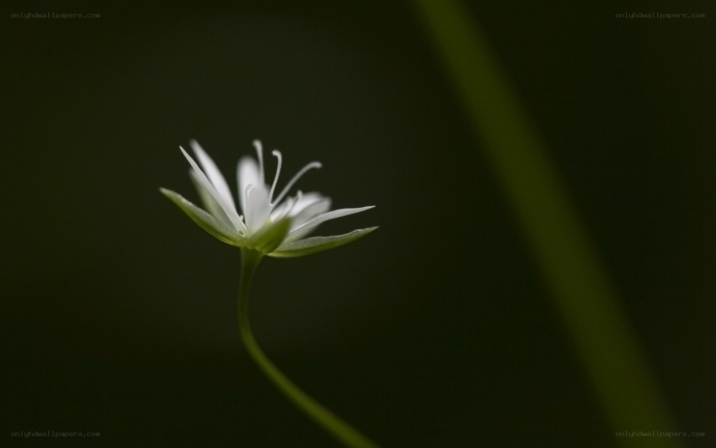 White flower in dark forest