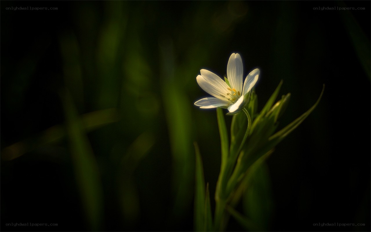 White flower in dark grass