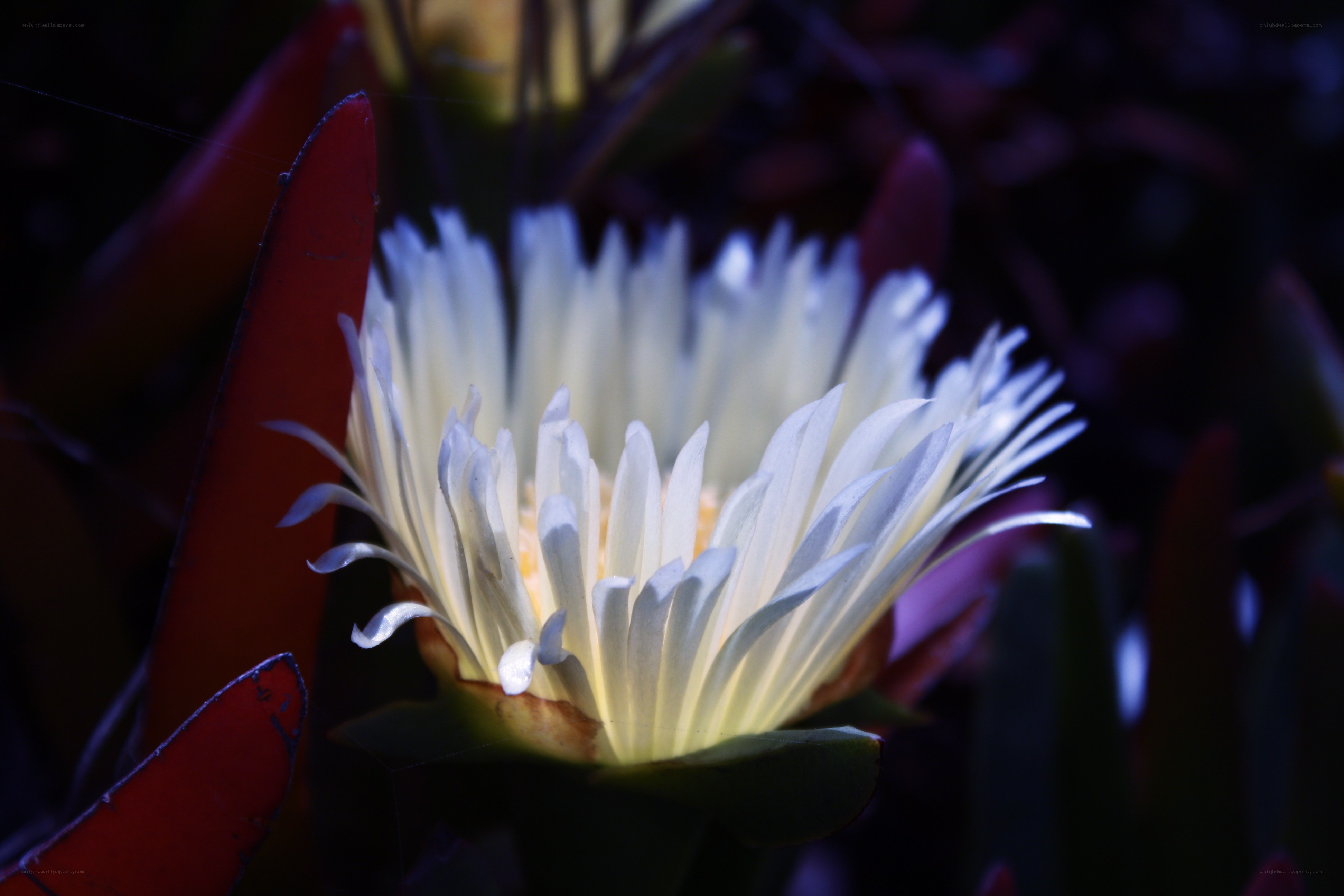 White flower in dark light