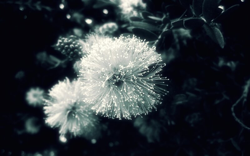 White flower in dark setting