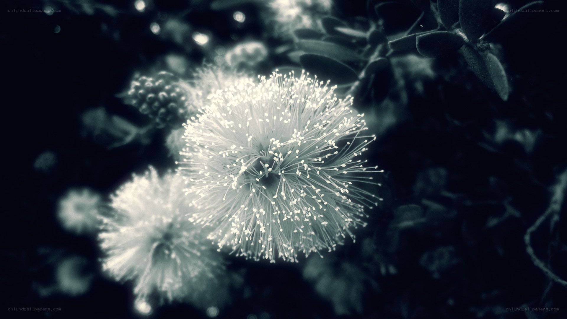 White flower in dark setting