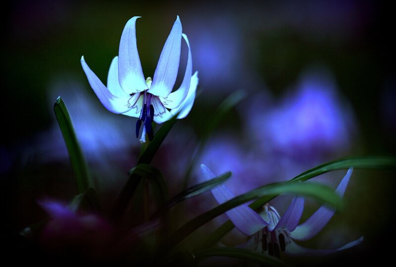 White Flower in Dark