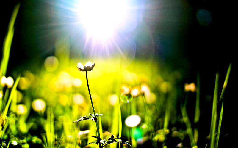 White Flower in Field — Green