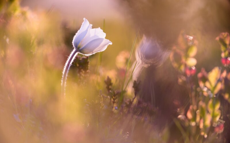 White Flower in Field — Serene
