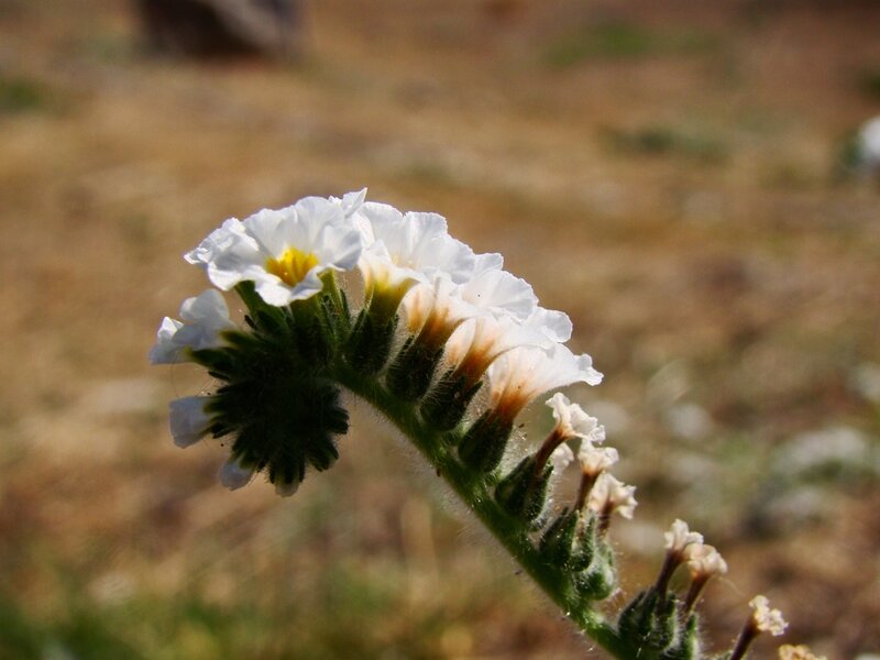 white flower in field