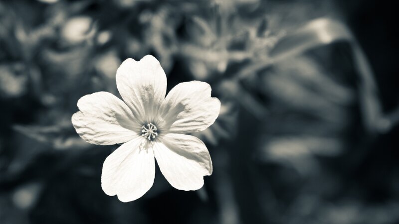 White Flower in Focus — Black, Serene, Photograph