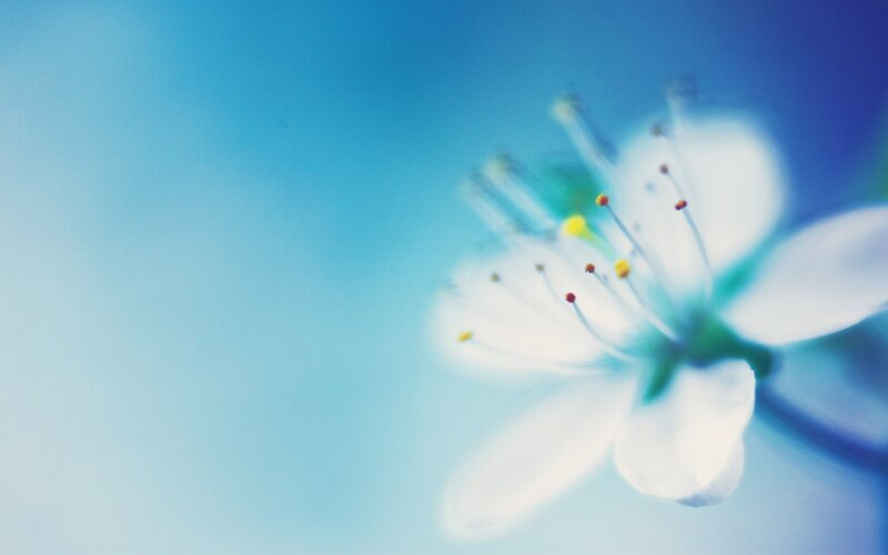 White Flower in Focus — Blue