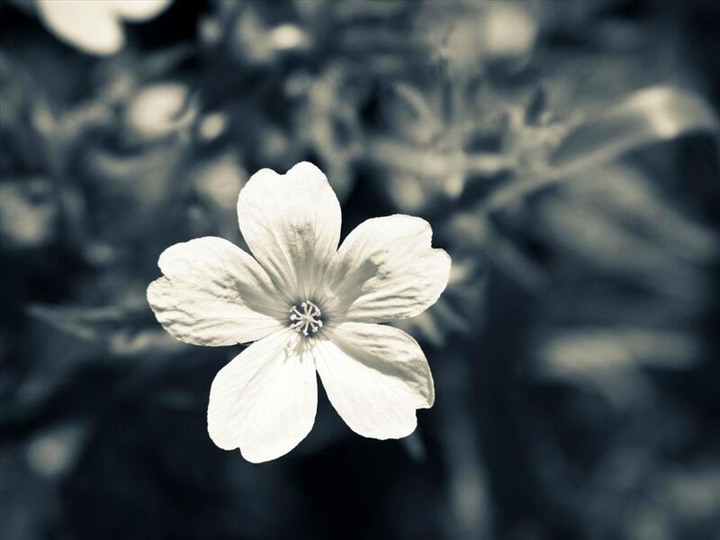 White Flower in Focus — Serene, Photograph, Blurred Background