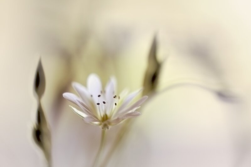 White Flower in Focus — Serene, Photograph, Buds