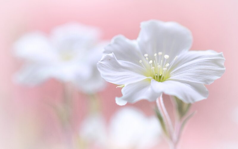 White Flower in Focus — Serene, Photograph, Pink Background