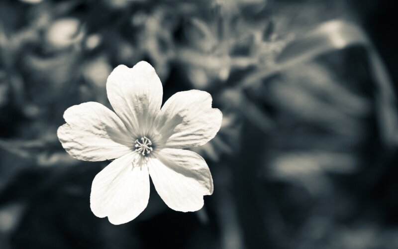White Flower in Focus — Serene, Photograph