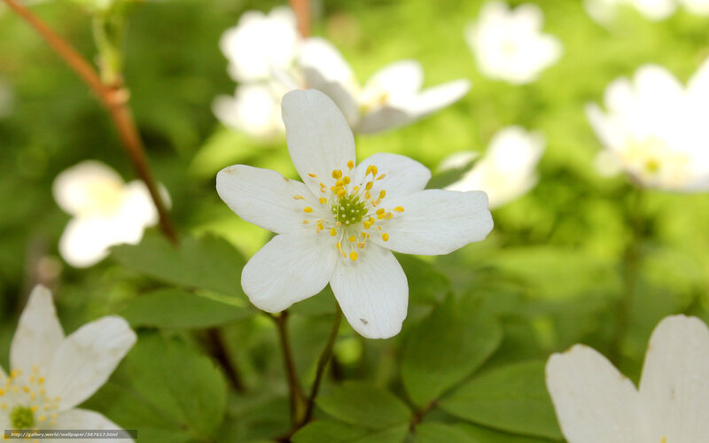 White Flower in Focus — Serene, Spring