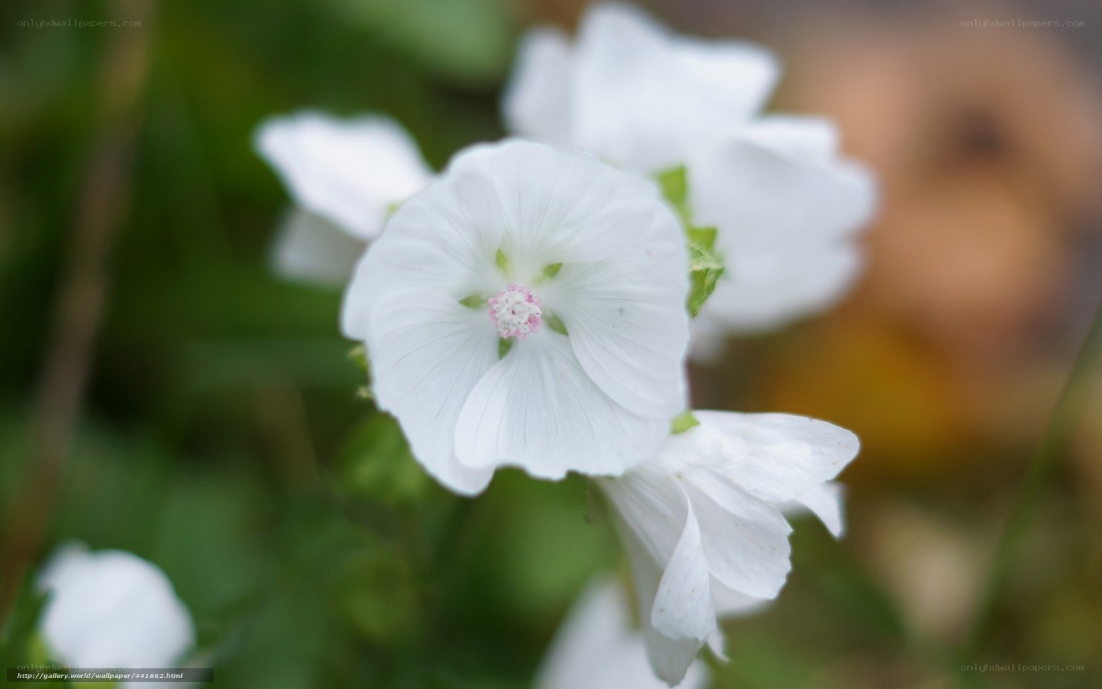 White flower in focus