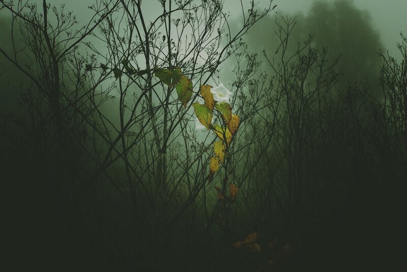 White Flower in Fog