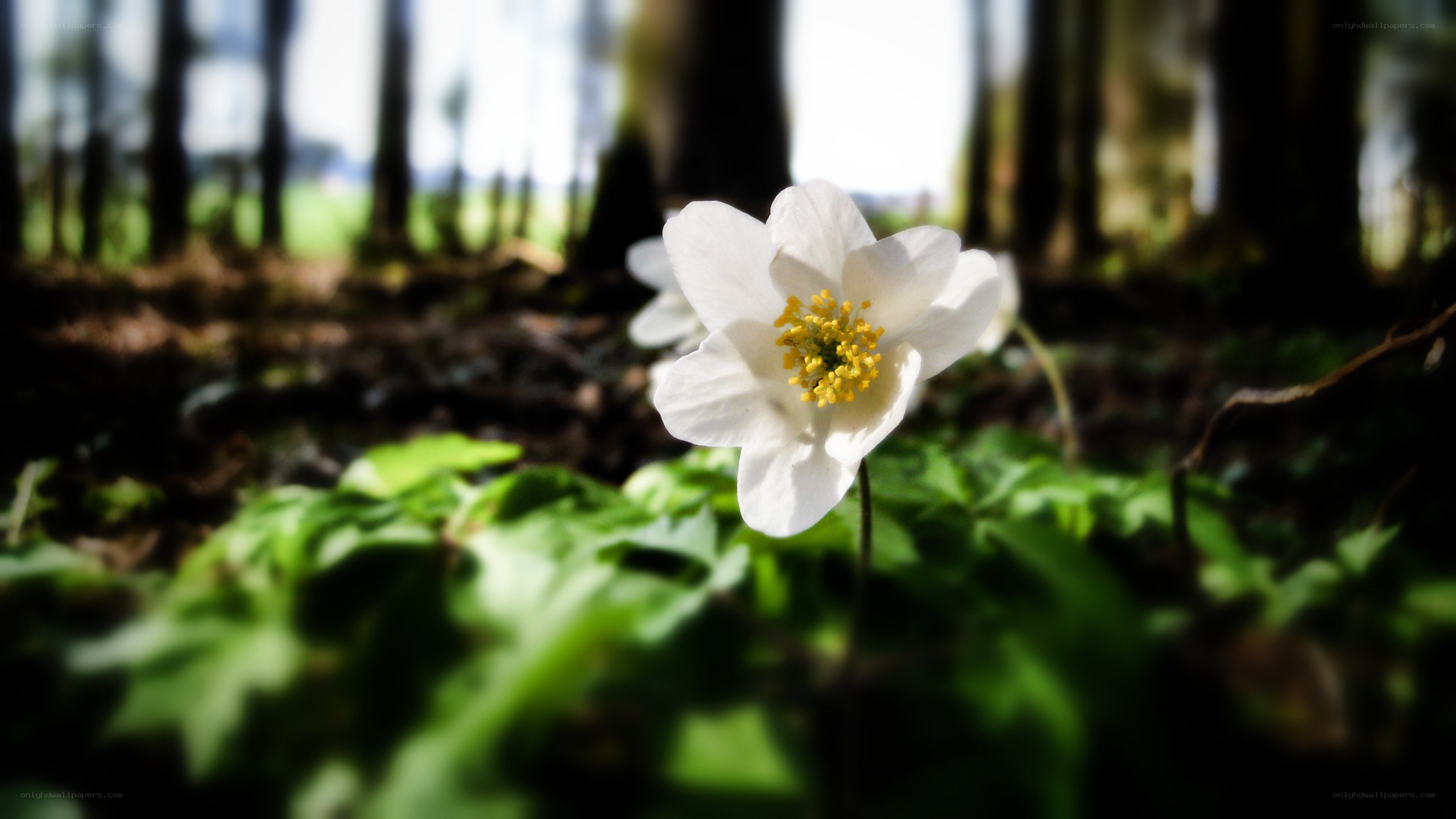 White flower in forest