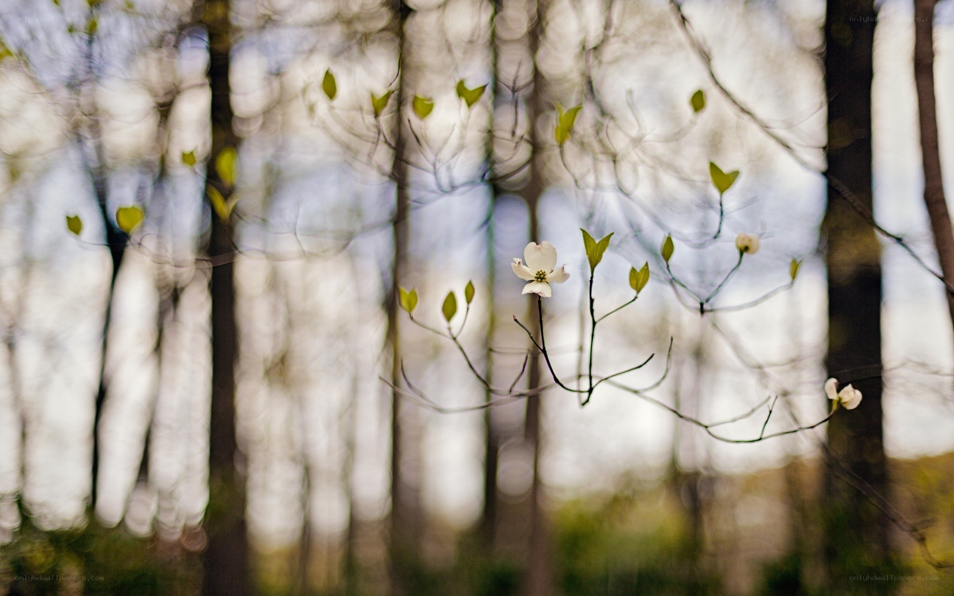 White flower in forest
