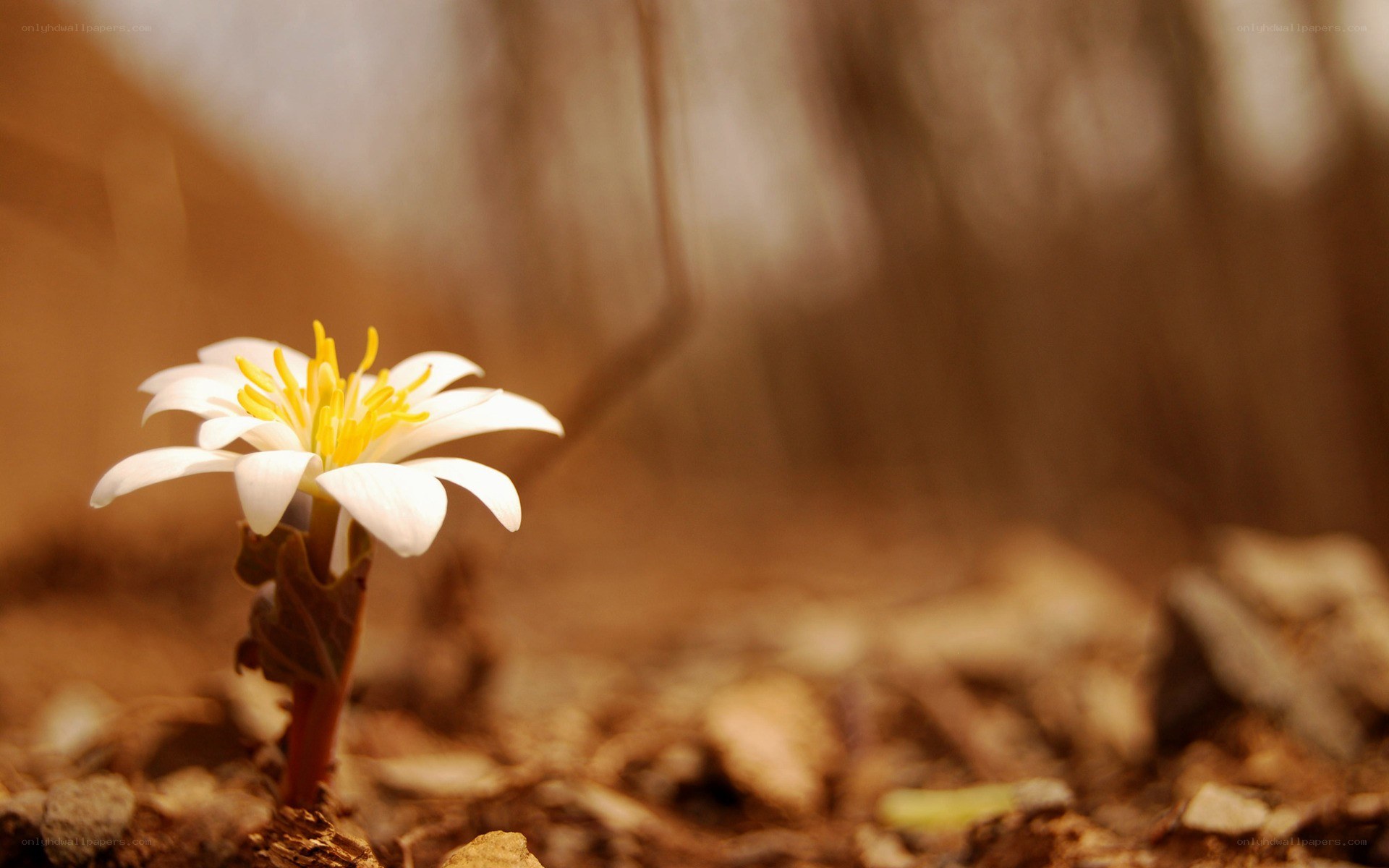 white flower in forest