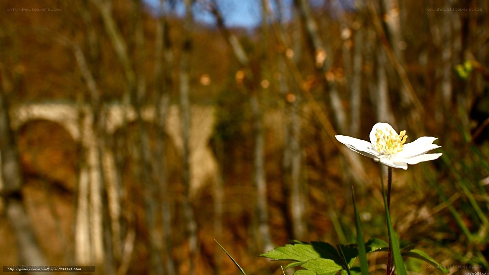 White flower in forest