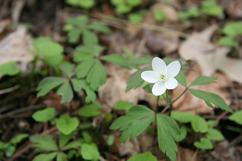 white flower in forest