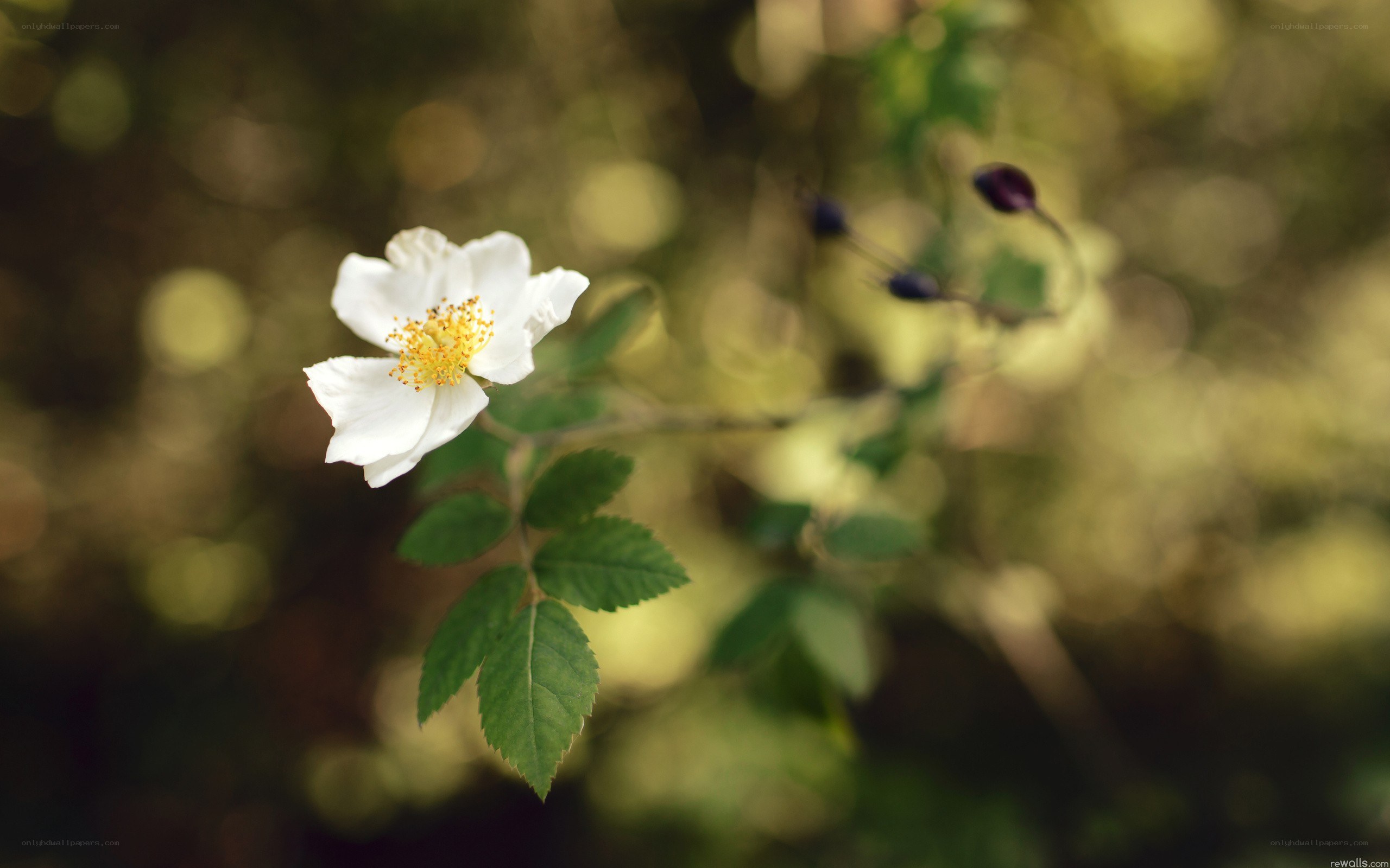 White flower in forest