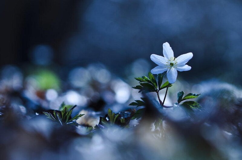 White Flower in Forest — Blue