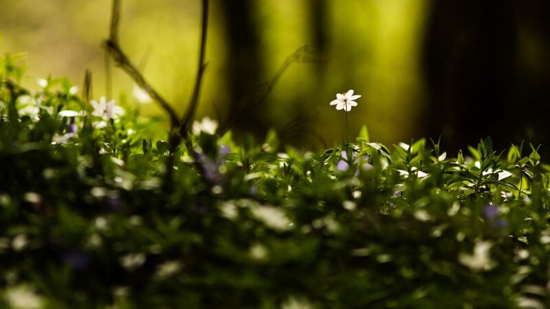 White Flower in Forest — Green, Serene