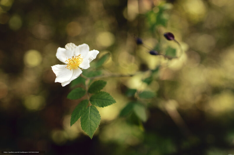 White flower in forest light