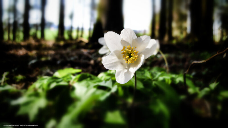 White Flower in Forest — Serene, Spring, Photograph