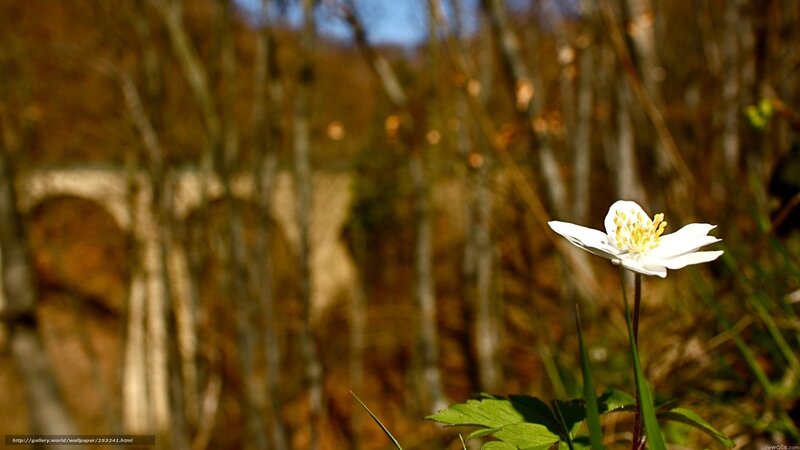 White Flower in Forest — Serene, Spring