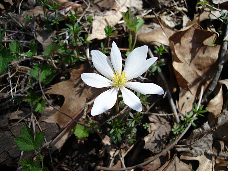 White Flower in Forest — Serene