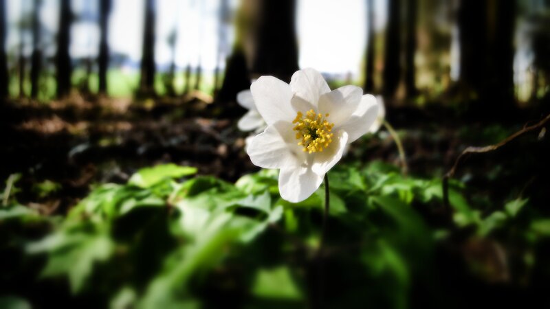 White flower in forest