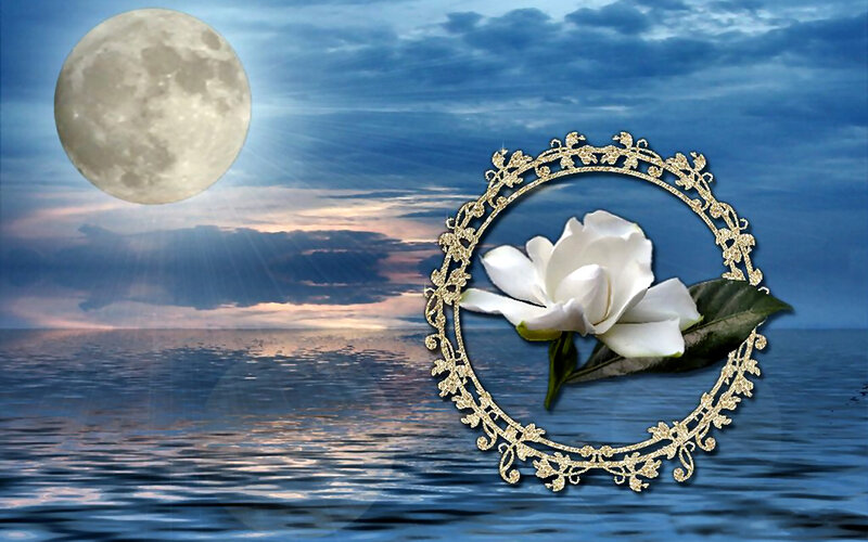 White Flower in Frame — Blue, Serene