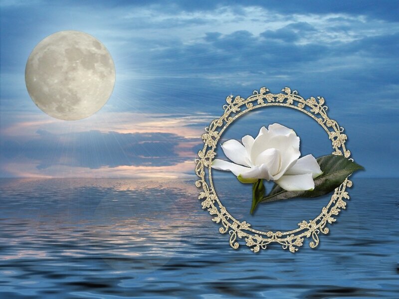 White Flower in Frame — Blue