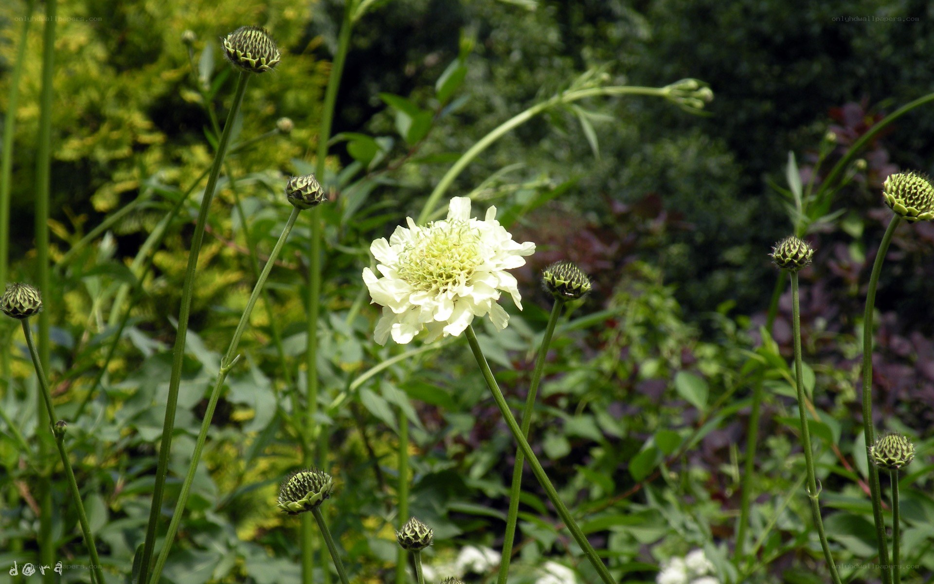 White flower in garden