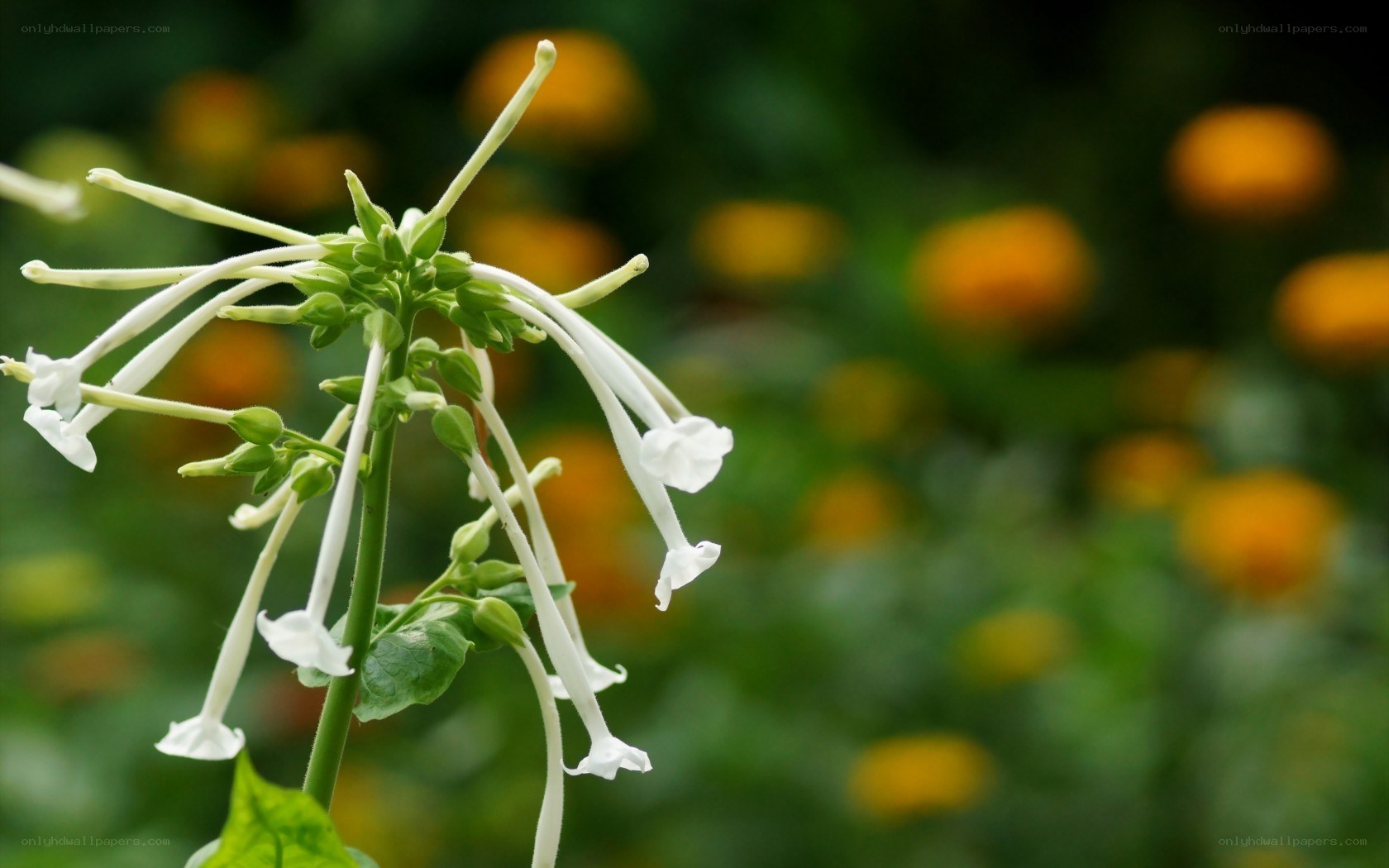 white flower in garden