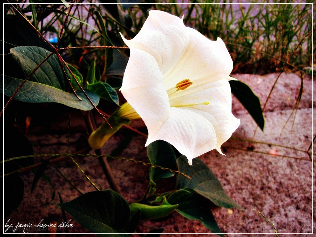 white flower in garden
