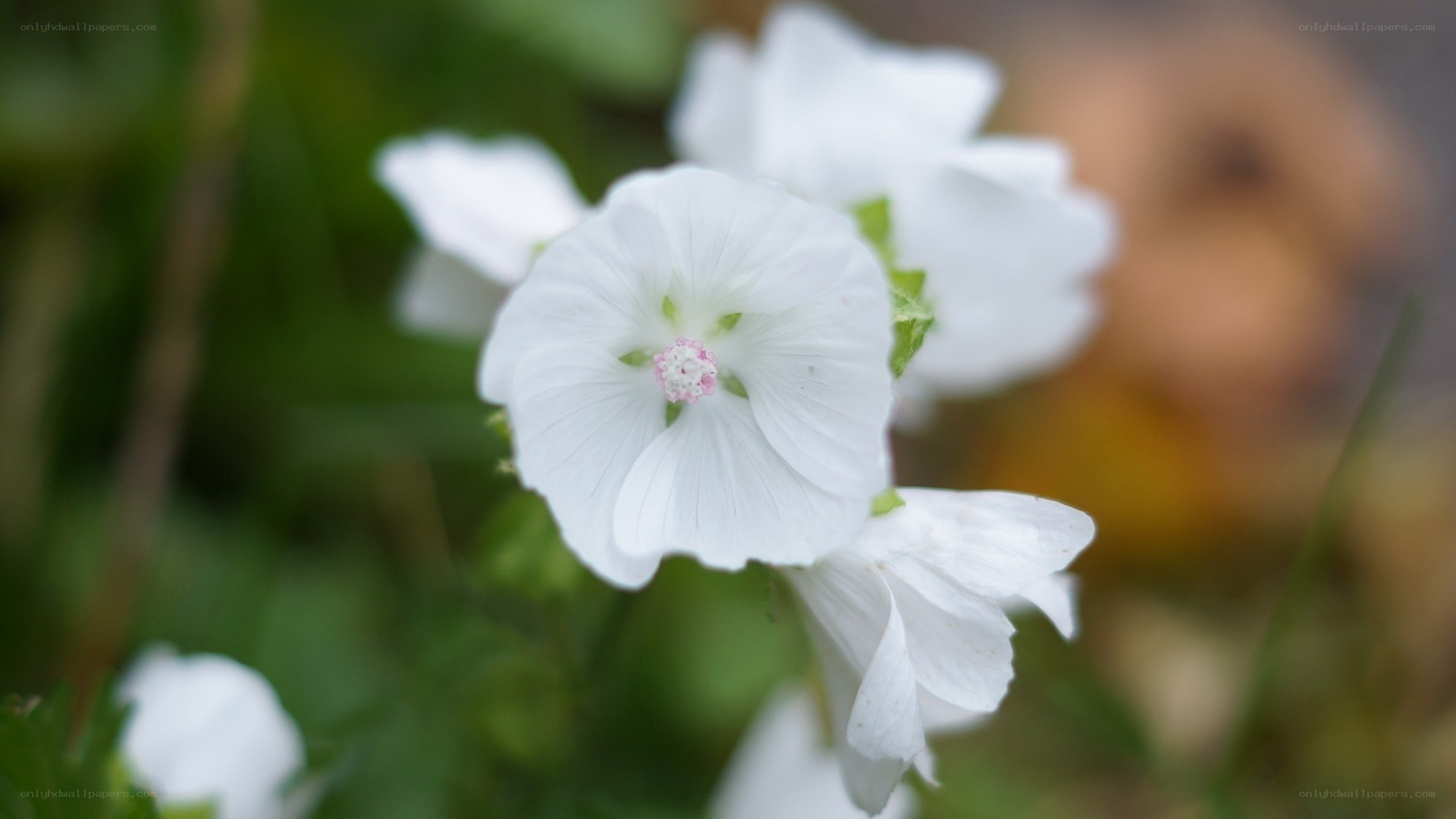 White flower in garden