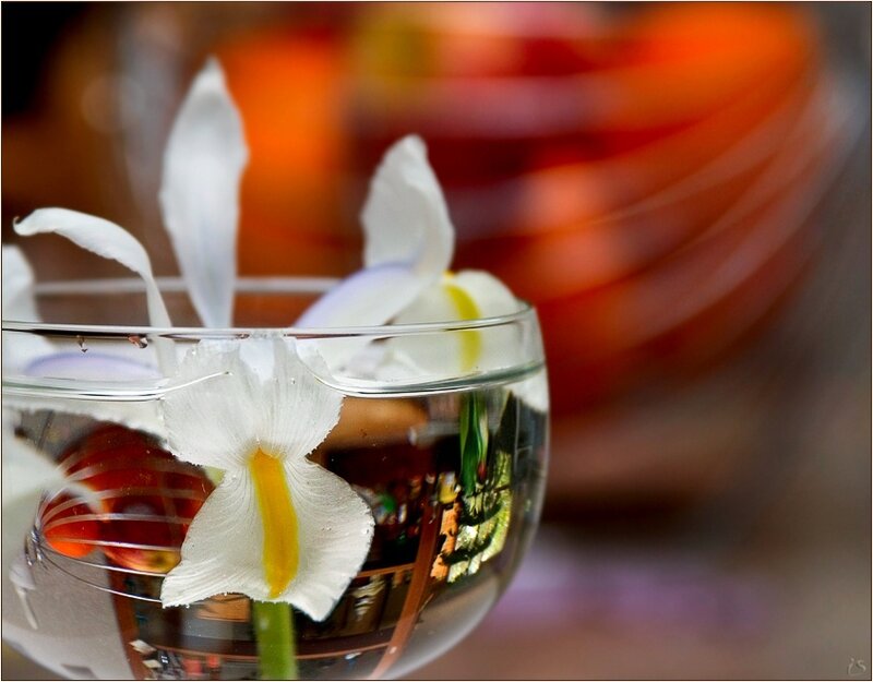 White flower in glass bowl