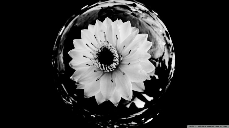 white flower in glass sphere
