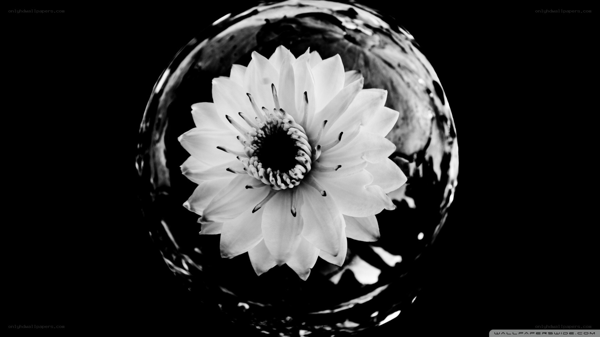 white flower in glass sphere
