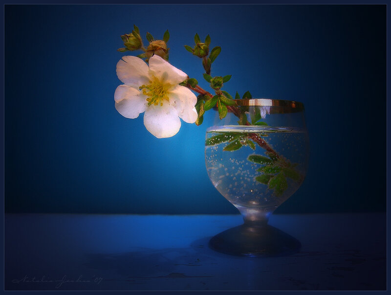 White Flower in Glass