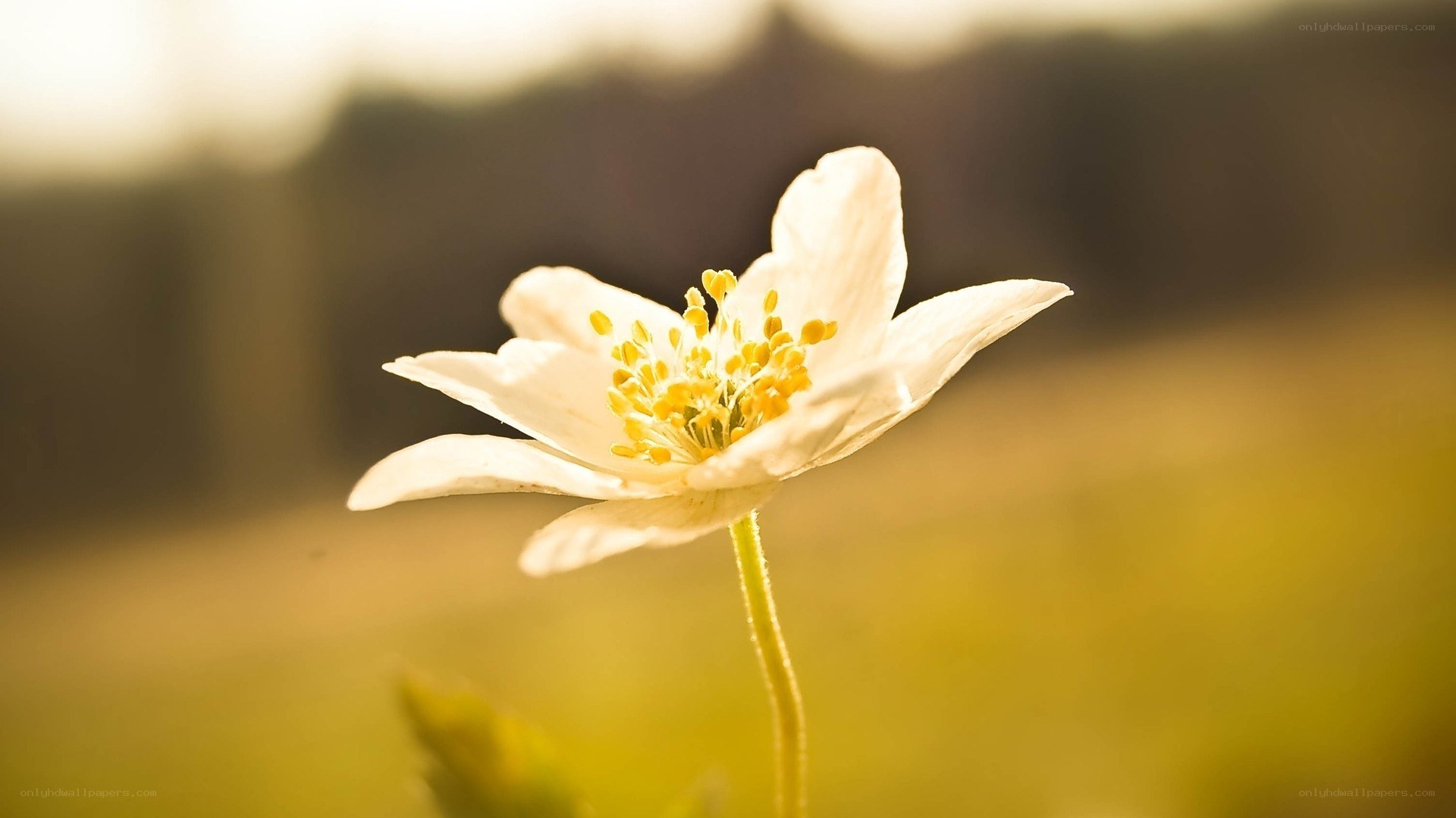 white flower in golden light