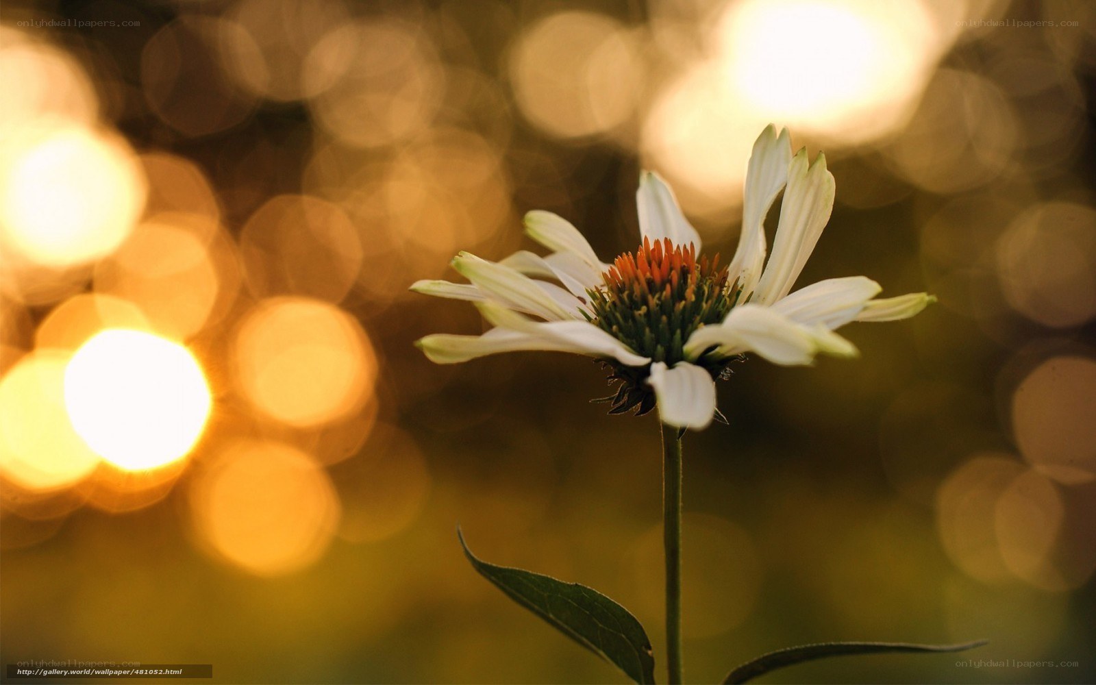 White flower in golden light